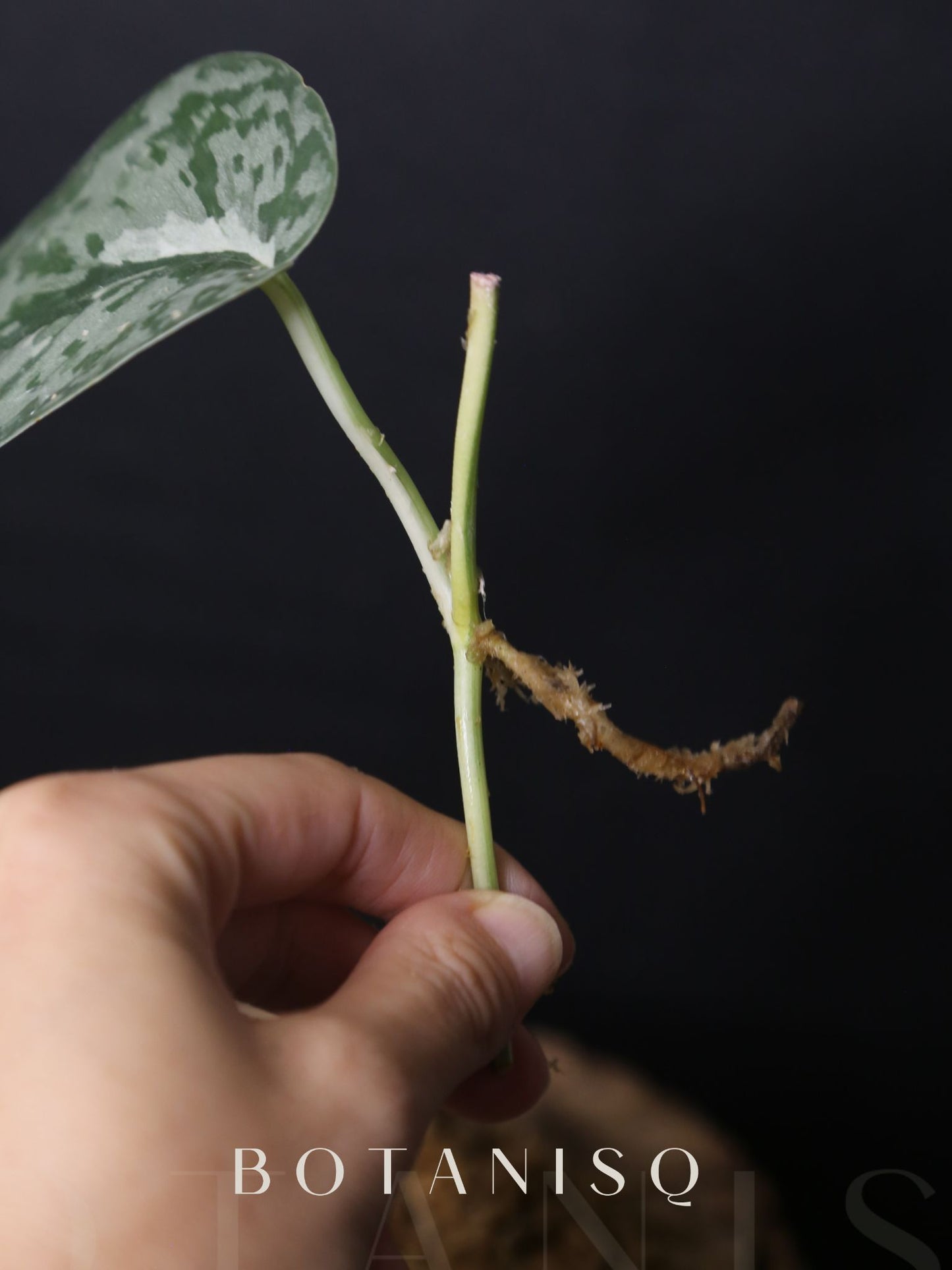 Scindapsus Mariposa Rare Variegated Silver Green Marbled Cutting 002