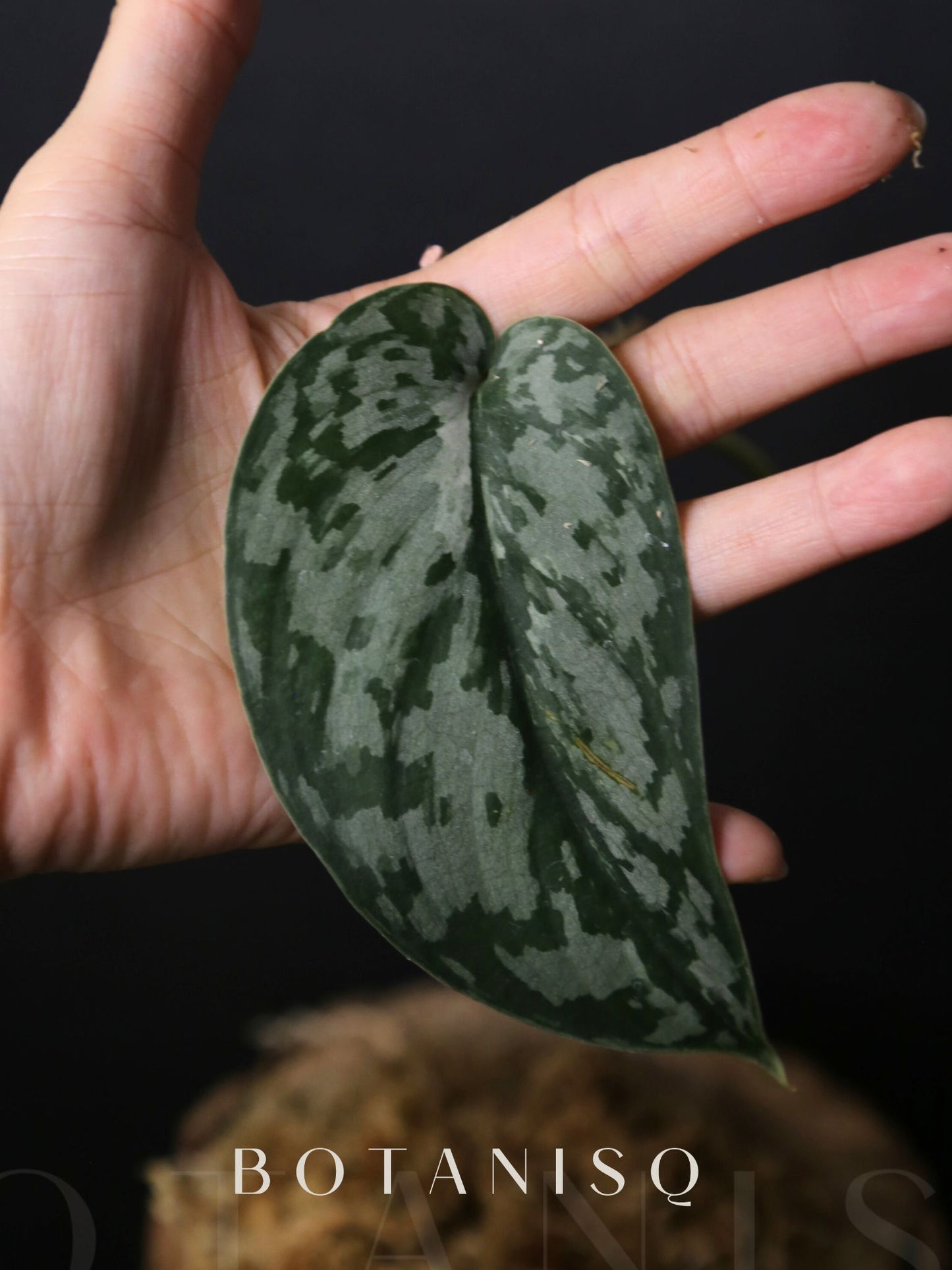 Scindapsus Mariposa Rare Variegated Silver Green Marbled Cutting 002