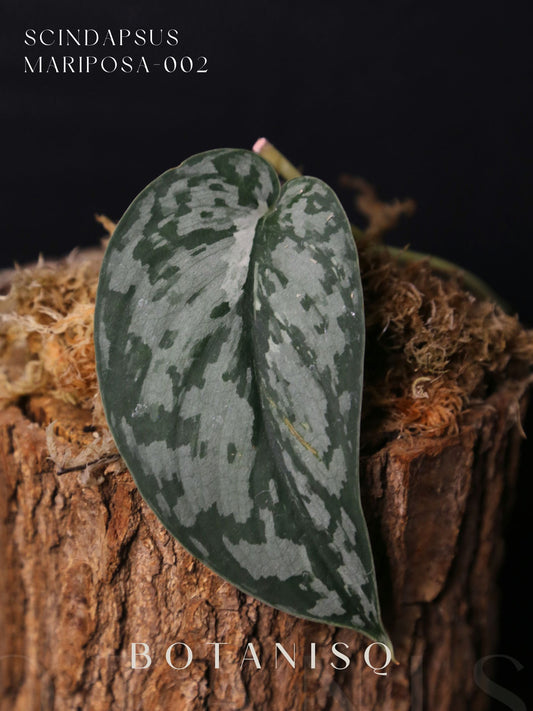 Scindapsus Mariposa Rare Variegated Silver Green Marbled Cutting 002
