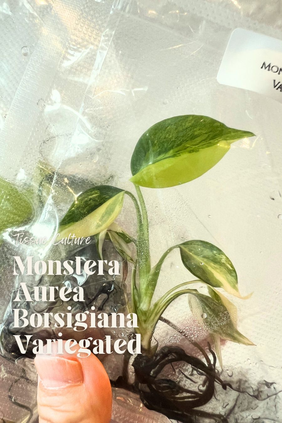 [Pre-Order / Free Shipping] Monstera Aurea Borsigiana Variegated (1 plant/bag) / Tissue Culture