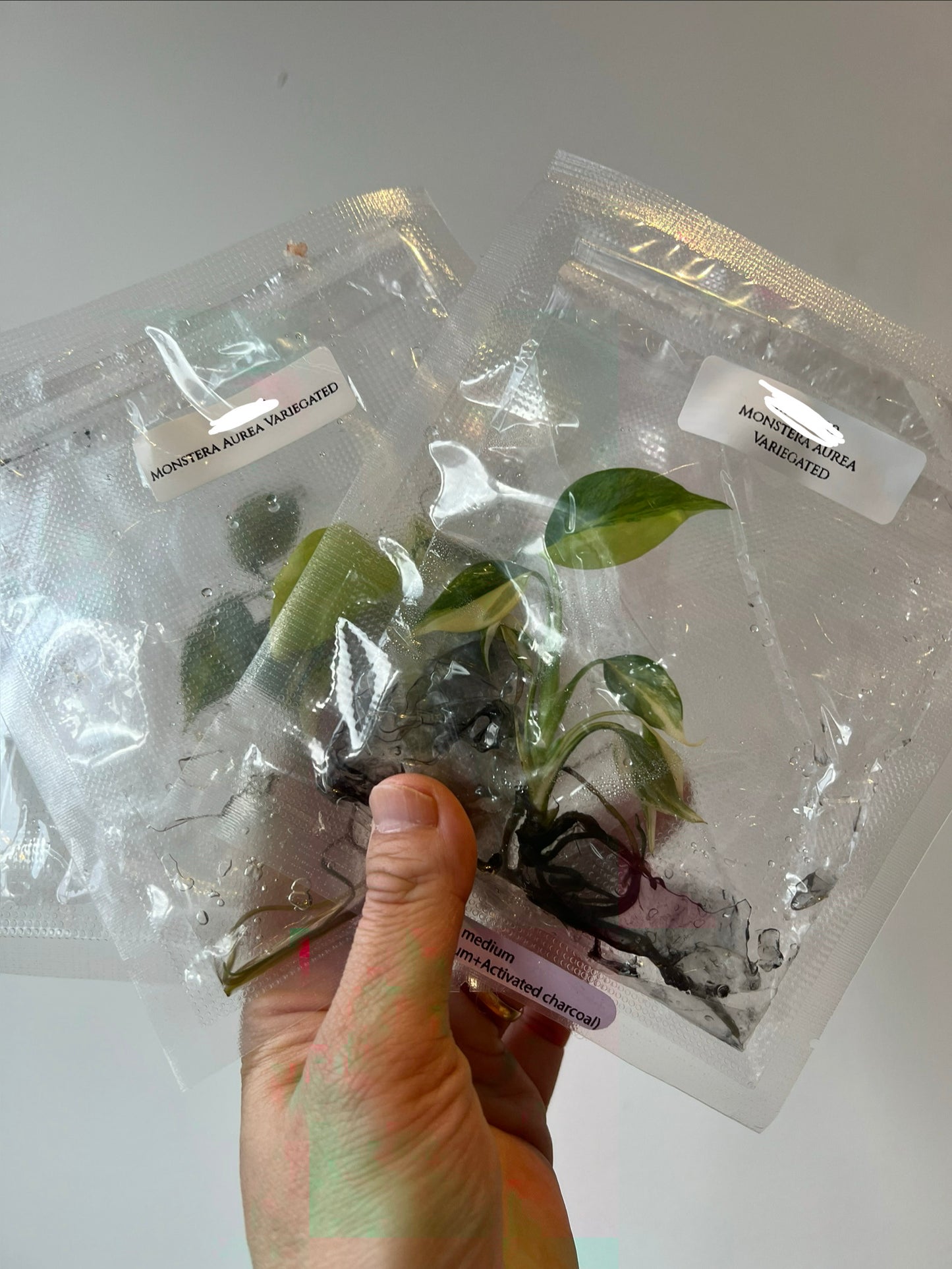 [Pre-Order / Free Shipping] Monstera Aurea Borsigiana Variegated (1 plant/bag) / Tissue Culture