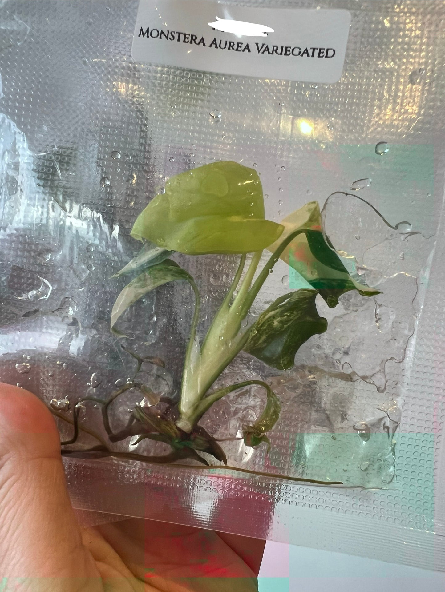 [Pre-Order / Free Shipping] Monstera Aurea Borsigiana Variegated (1 plant/bag) / Tissue Culture