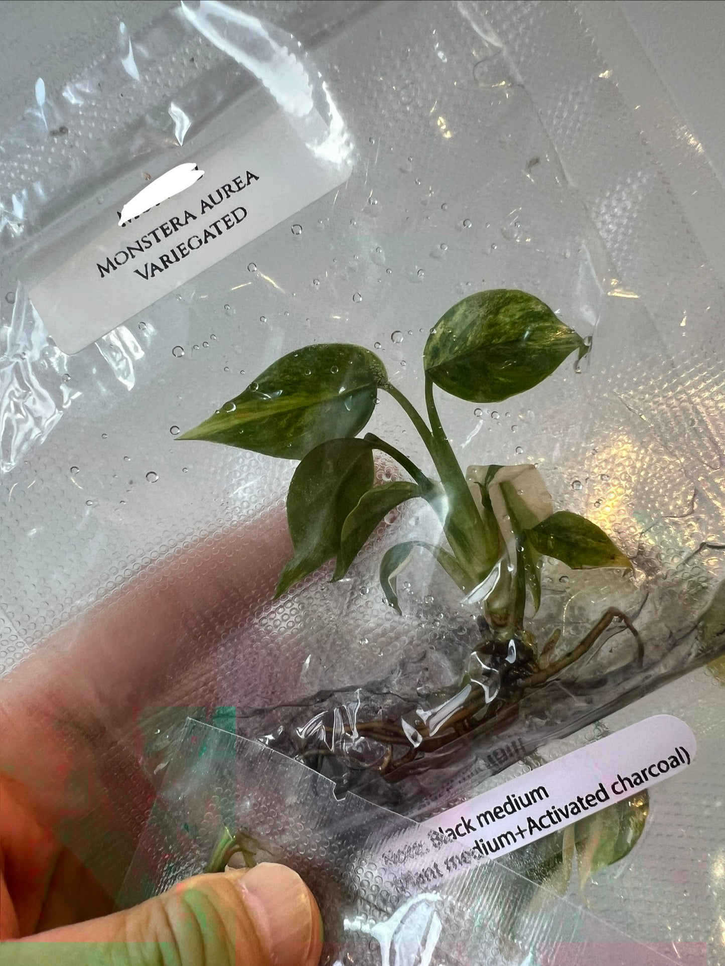 [Pre-Order / Free Shipping] Monstera Aurea Borsigiana Variegated (1 plant/bag) / Tissue Culture