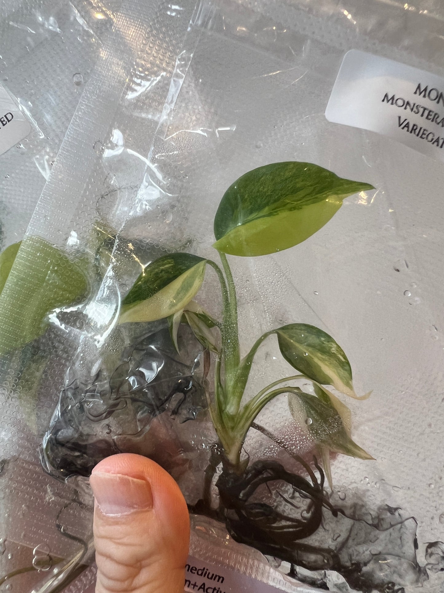 [Pre-Order / Free Shipping] Monstera Aurea Borsigiana Variegated (1 plant/bag) / Tissue Culture