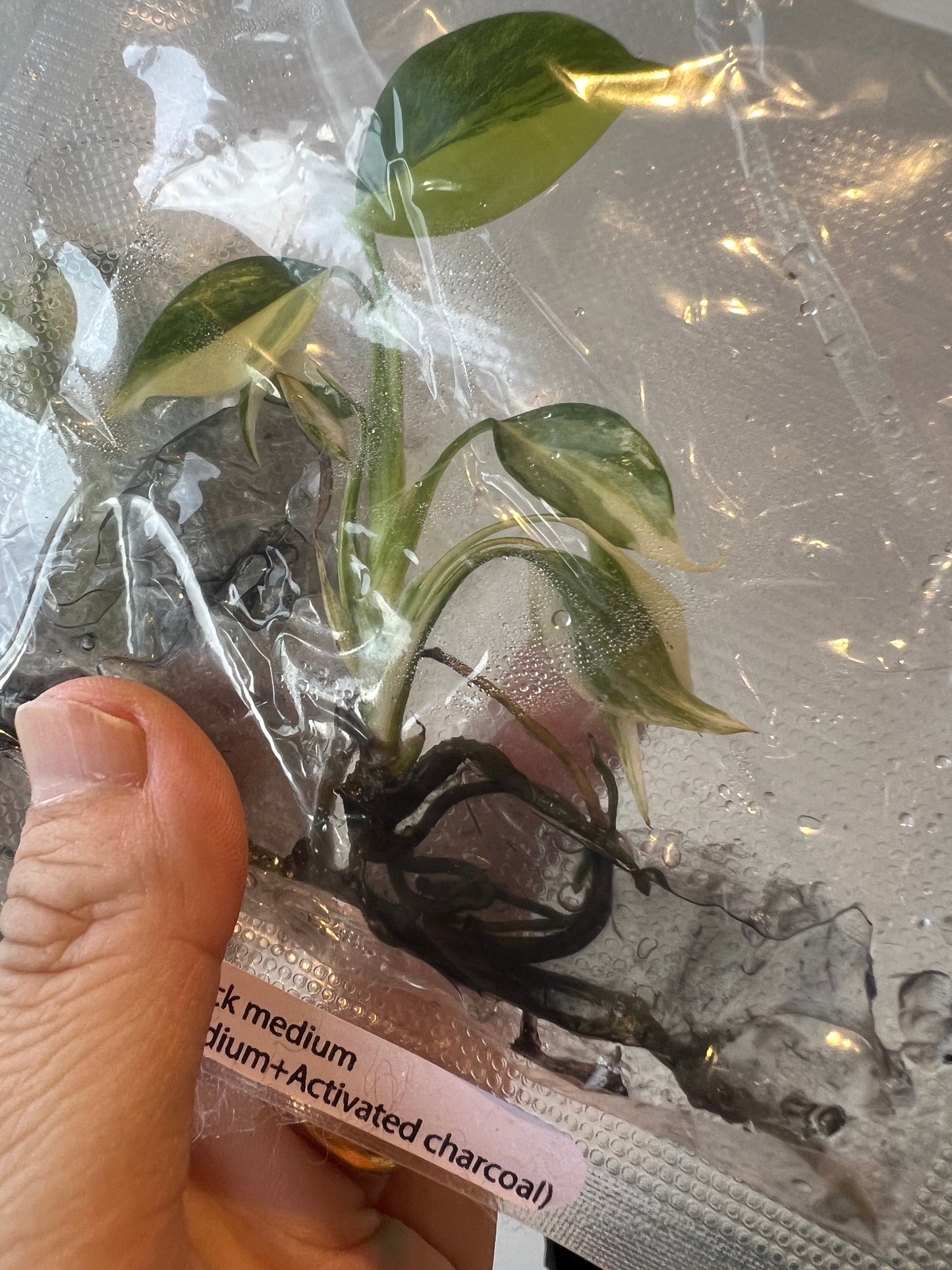 [Pre-Order / Free Shipping] Monstera Aurea Borsigiana Variegated (1 plant/bag) / Tissue Culture