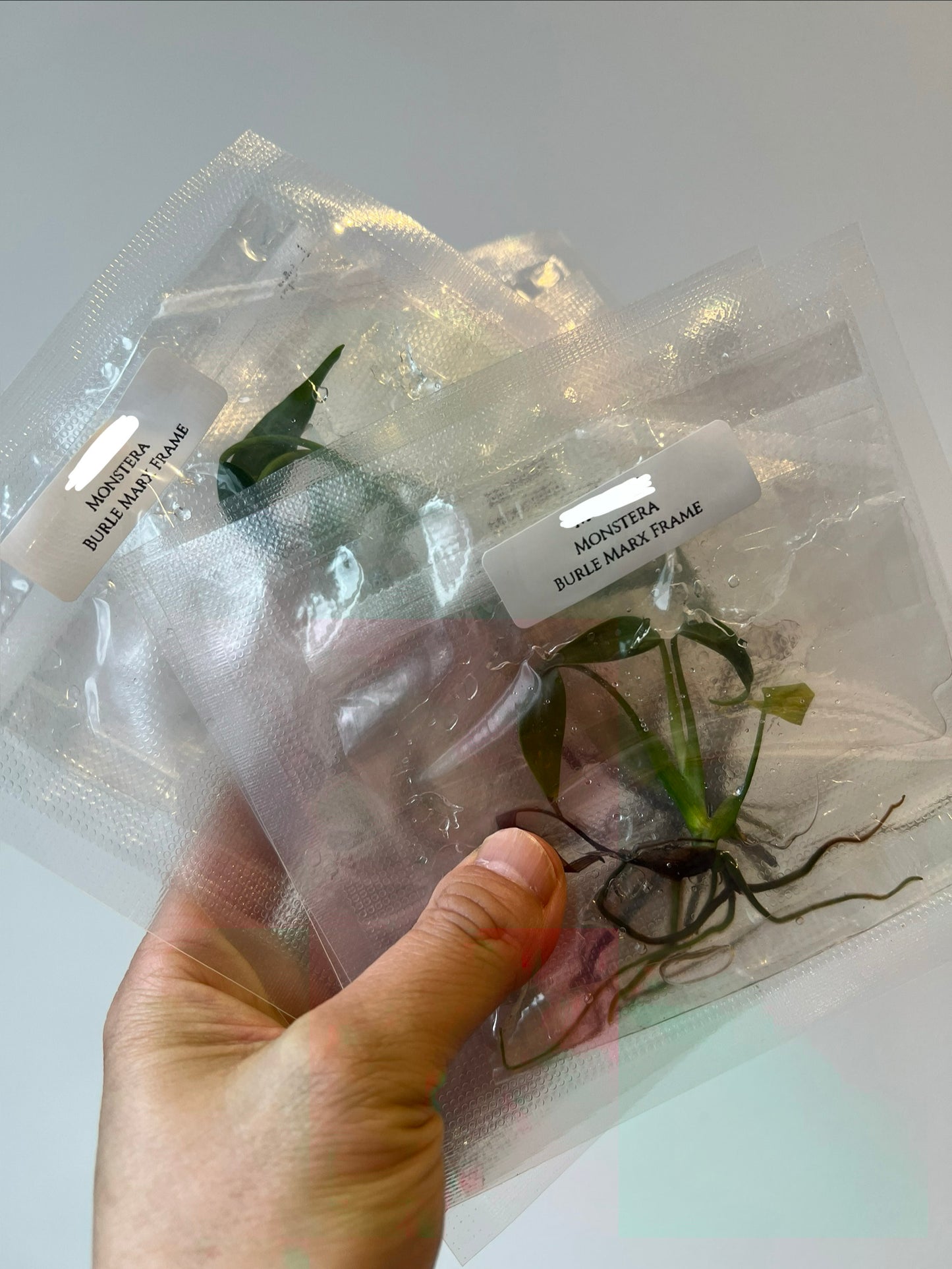 [Pre-Order / Free Shipping] Monstera Burle Marx Frame (1 plant/bag) / Tissue Culture
