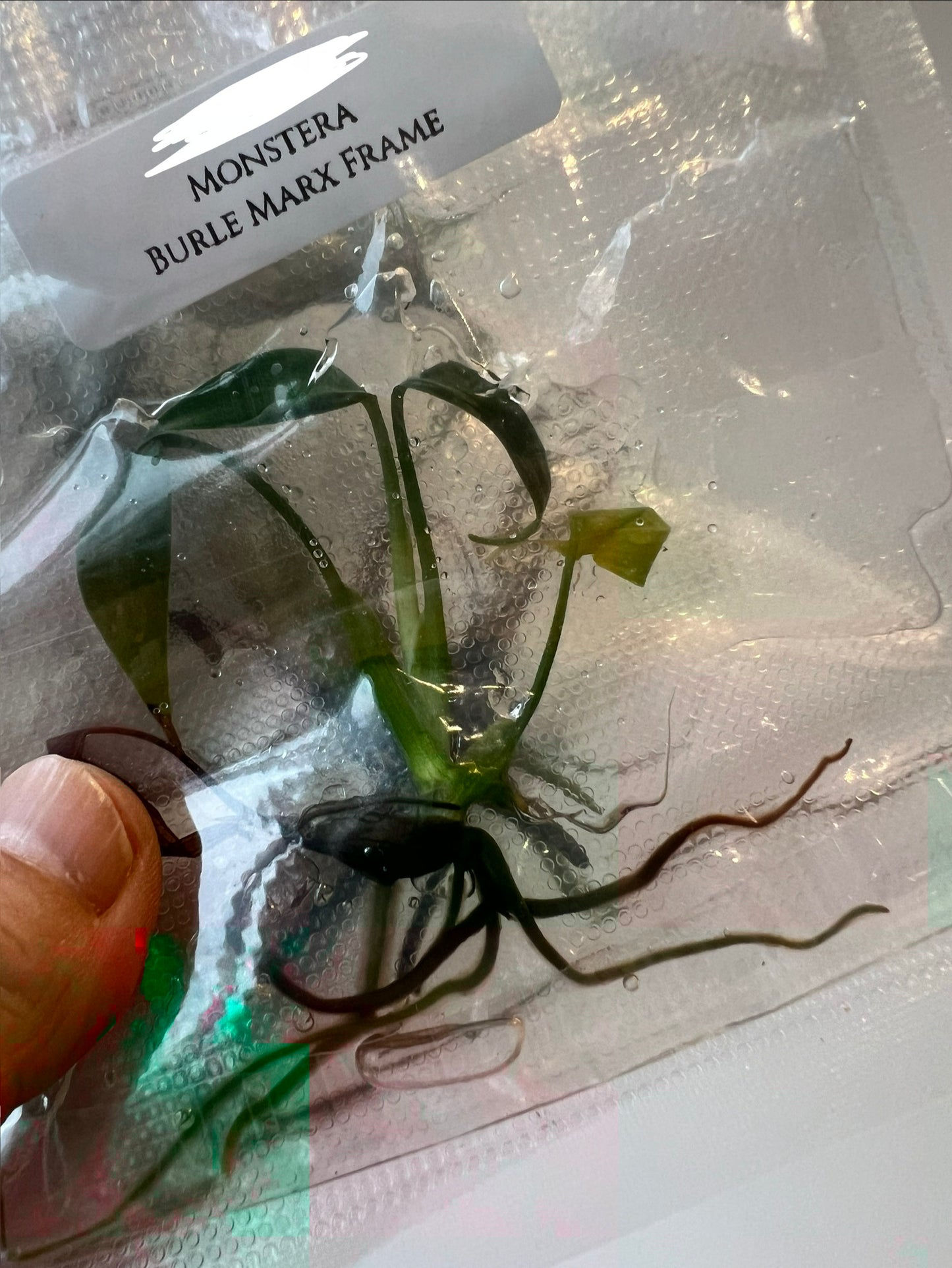 [Pre-Order / Free Shipping] Monstera Burle Marx Frame (1 plant/bag) / Tissue Culture