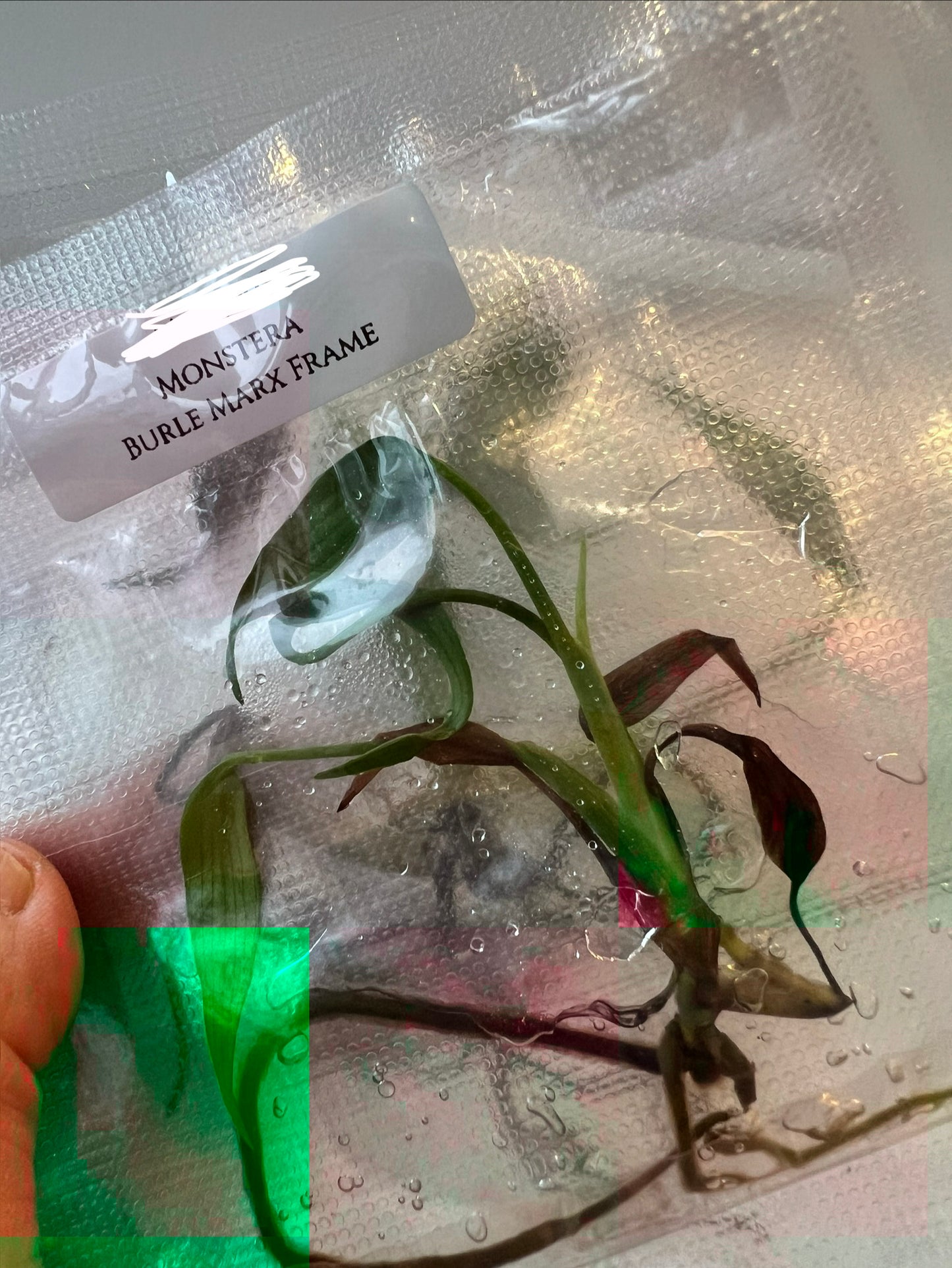 [Pre-Order / Free Shipping] Monstera Burle Marx Frame (1 plant/bag) / Tissue Culture