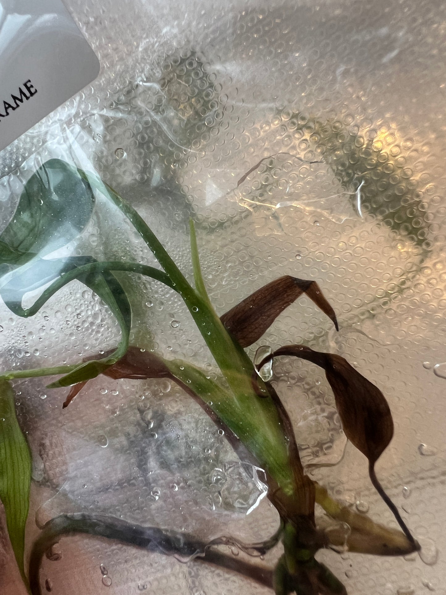 [Pre-Order / Free Shipping] Monstera Burle Marx Frame (1 plant/bag) / Tissue Culture
