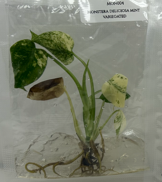 [Pre-Order / Free Shipping] Monstera Yellow Marilyn Deliciosa Variegated (1 plant/bag) / Tissue Culture