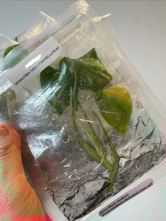 [Pre-Order / Free Shipping]  Monstera Thai Constellation Variegated (1 plant/bag) / Tissue Culture