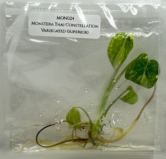 [Pre-Order / Free Shipping] Monstera Thai Constellation Variegated Superior (1 plant/bag) / Tissue Culture