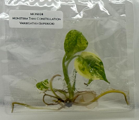 [Pre-Order / Free Shipping] Monstera Thai Constellation Variegated Superior B (1 plant/bag) / Tissue Culture