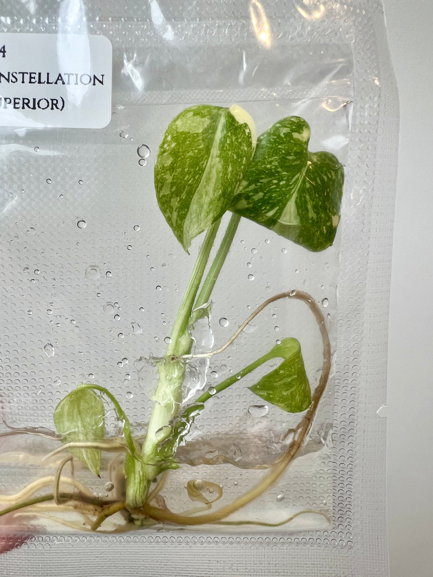 [Pre-Order / Free Shipping] Monstera Thai Constellation Variegated Superior (1 plant/bag) / Tissue Culture