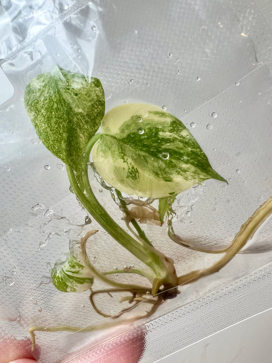 [Pre-Order / Free Shipping] Monstera Thai Constellation Variegated Superior (1 plant/bag) / Tissue Culture