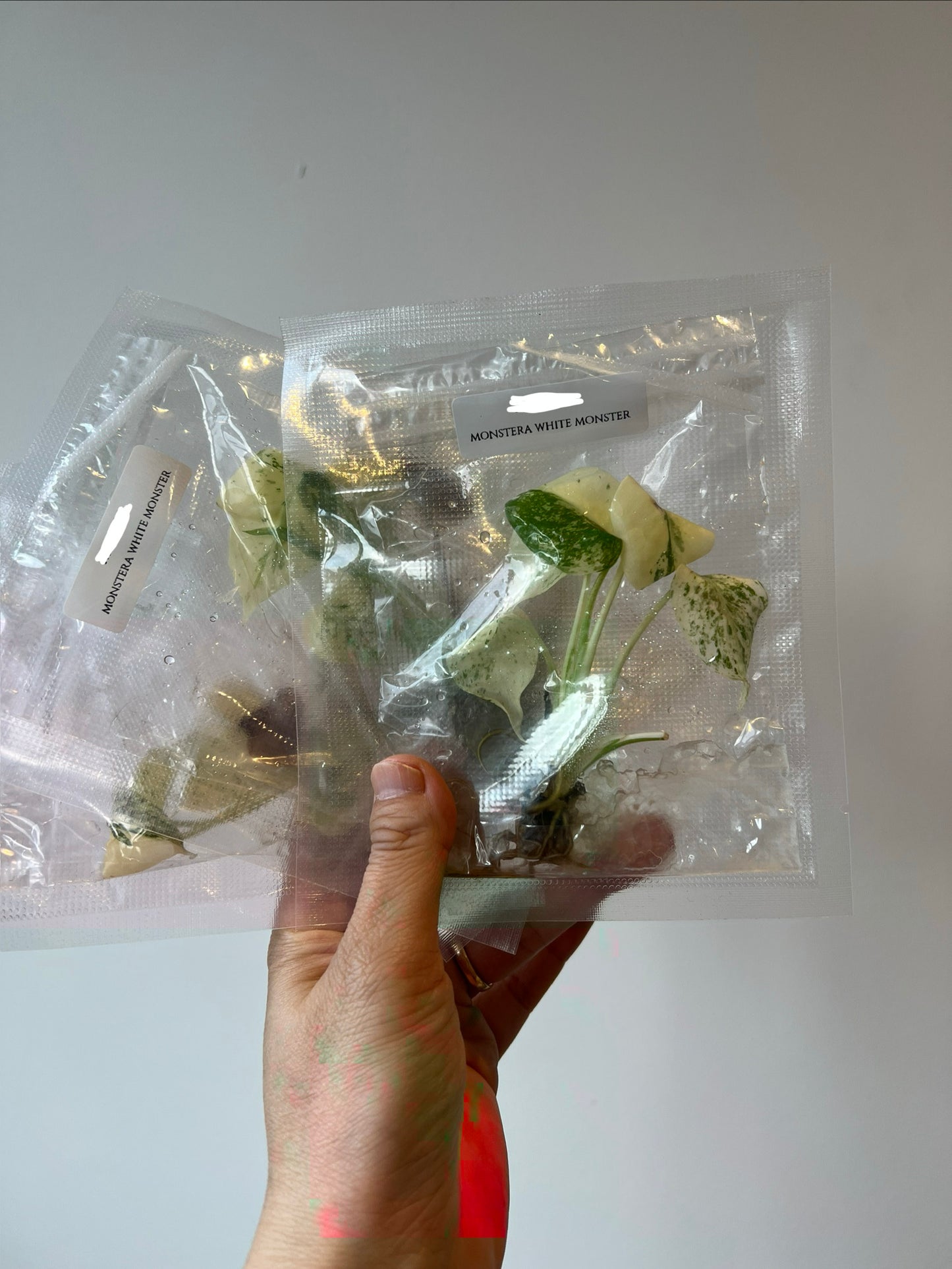 [Pre-Order / Free Shipping] Monstera White Monster (1 plant/bag) / Tissue Culture