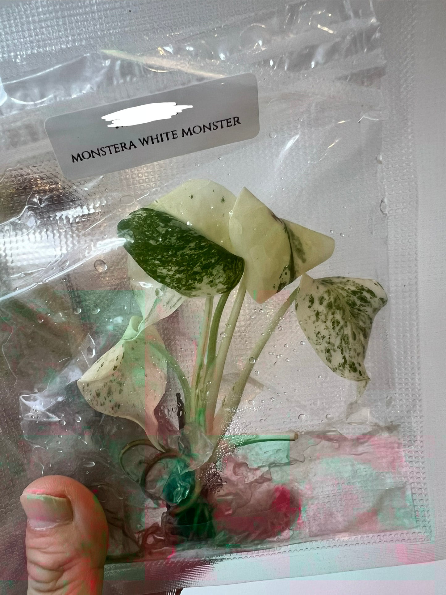 [Pre-Order / Free Shipping] Monstera White Monster (1 plant/bag) / Tissue Culture