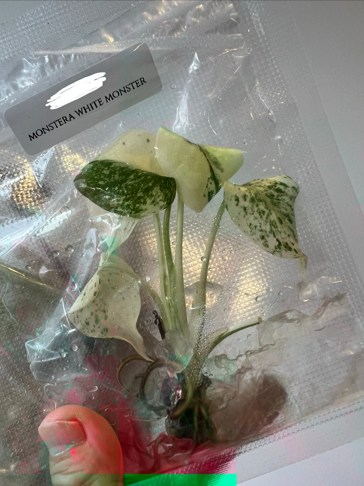 [Pre-Order / Free Shipping] Monstera White Monster (1 plant/bag) / Tissue Culture