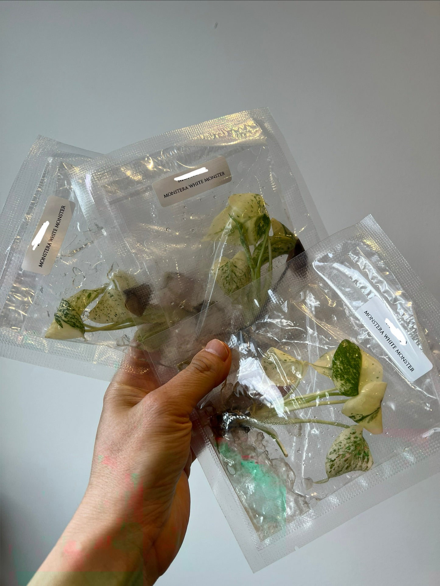 [Pre-Order / Free Shipping] Monstera White Monster (1 plant/bag) / Tissue Culture