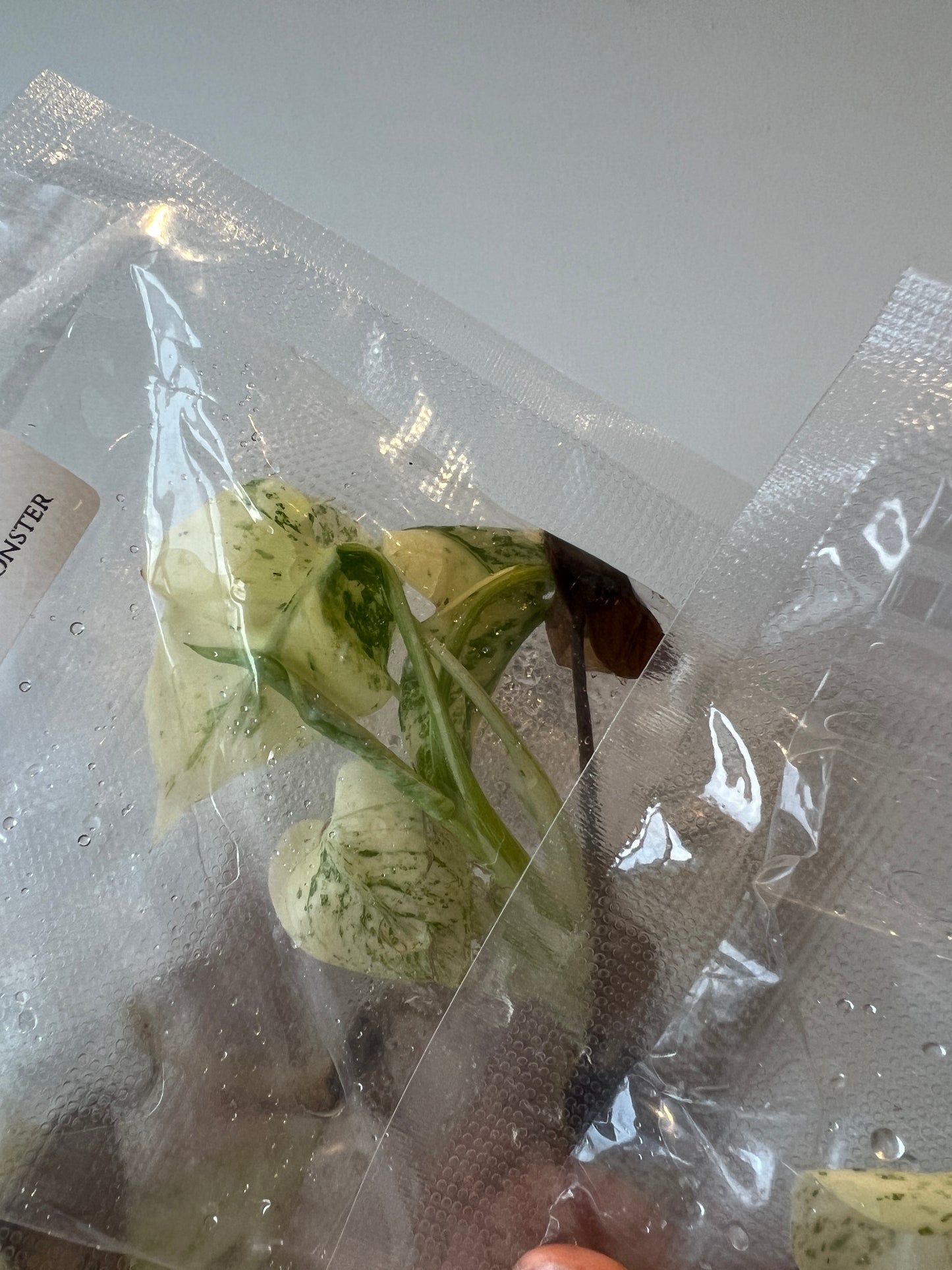 [Pre-Order / Free Shipping] Monstera White Monster (1 plant/bag) / Tissue Culture