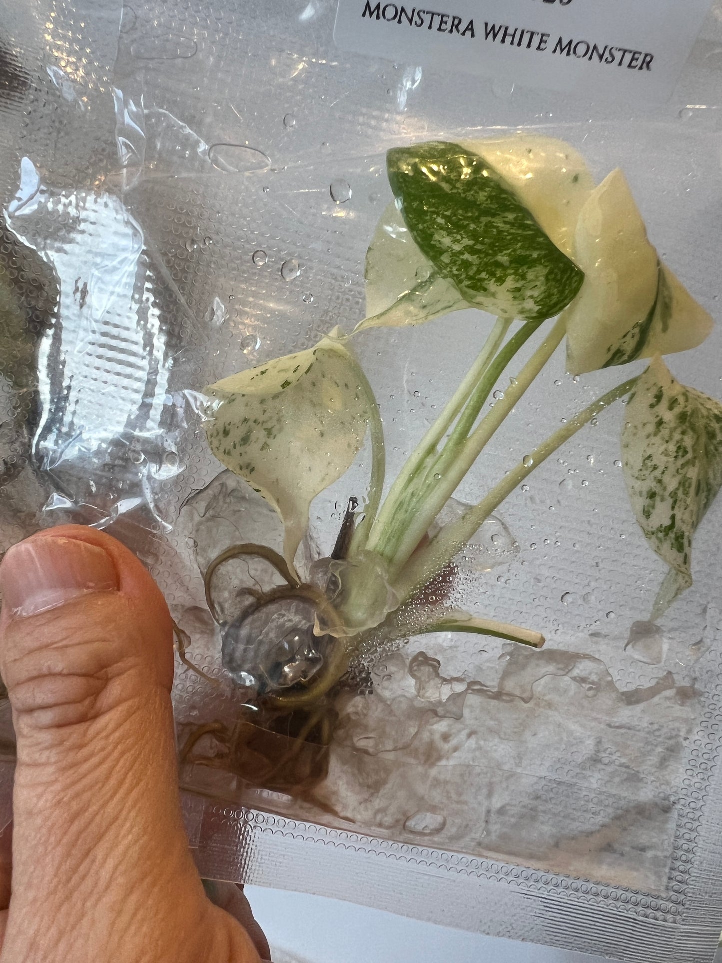 [Pre-Order / Free Shipping] Monstera White Monster (1 plant/bag) / Tissue Culture