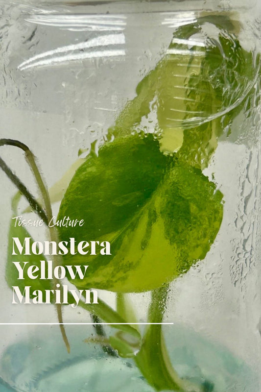 [Pre-Order / Free Shipping] Monstera Yellow Marilyn Deliciosa Variegated (1 plant/bag) / Tissue Culture