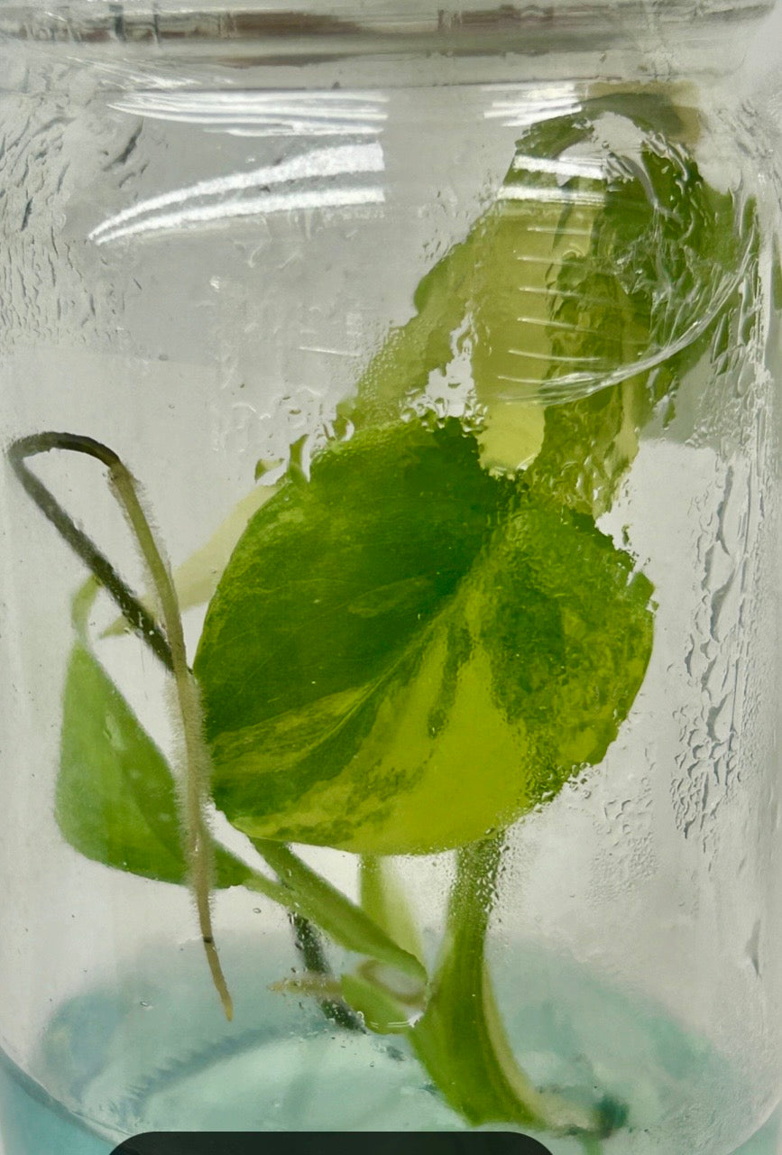 [Pre-Order / Free Shipping] Monstera Yellow Marilyn Deliciosa Variegated (1 plant/bag) / Tissue Culture