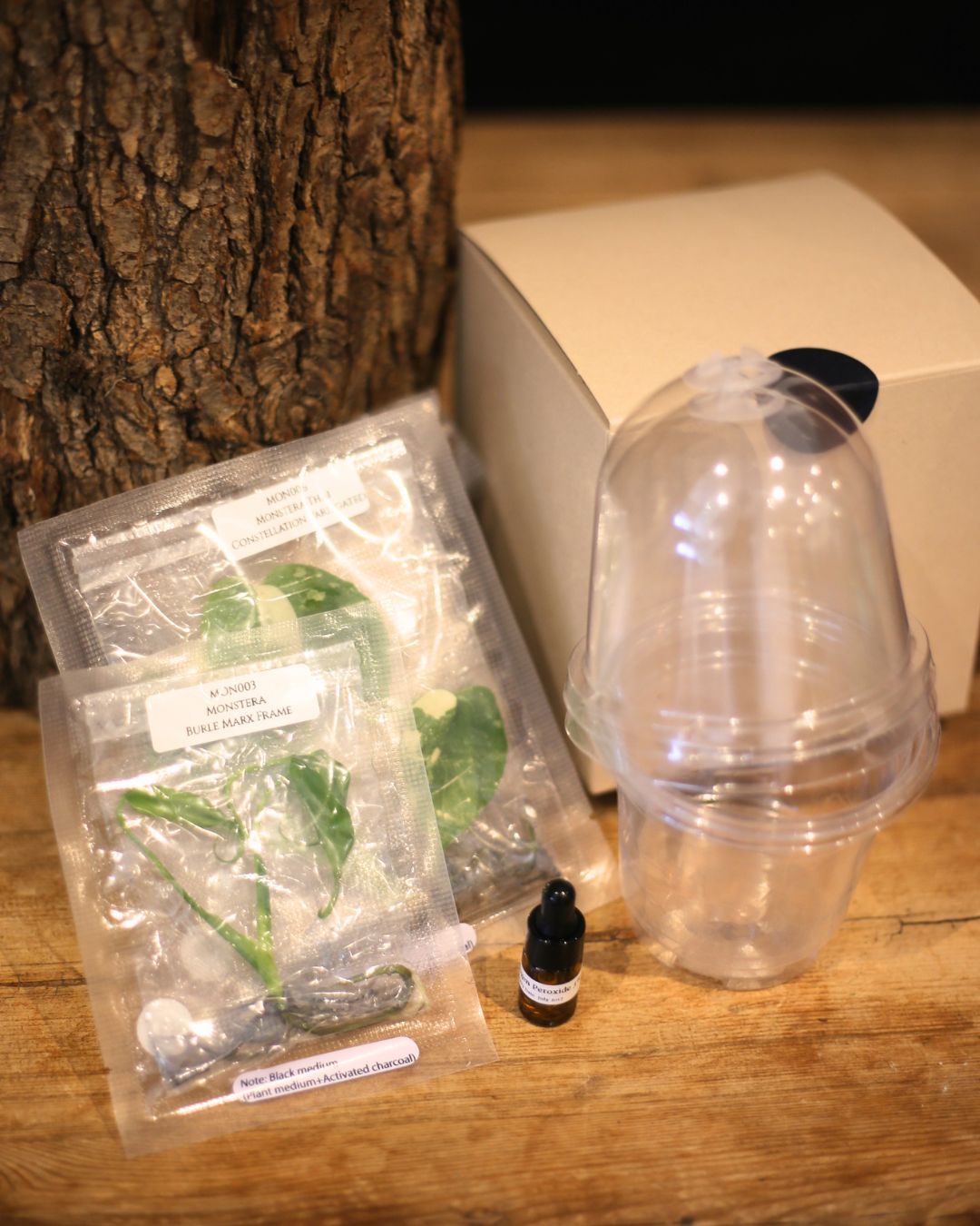 Nook - Your First Tissue Culture Set (3 Plants)
