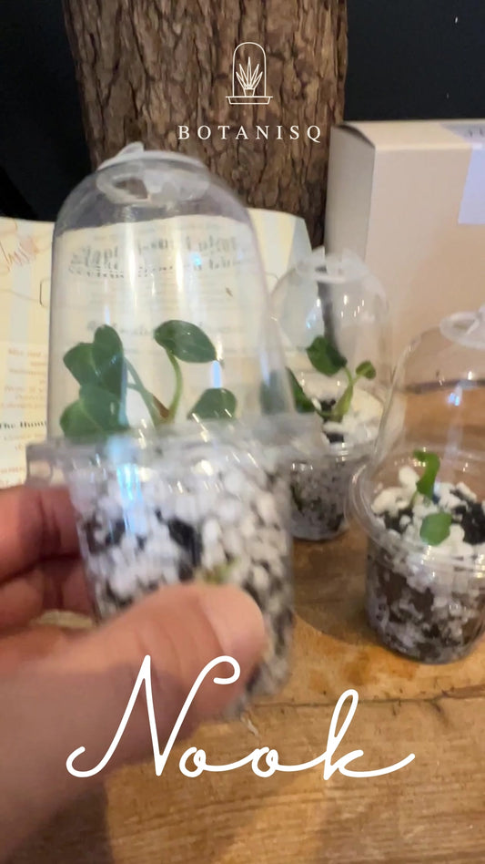 Nook - Your First Tissue Culture Set (3 Anthurium Plants)