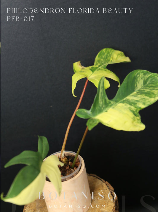 Popular! Philodendron Florida Beauty Potted PFB-017