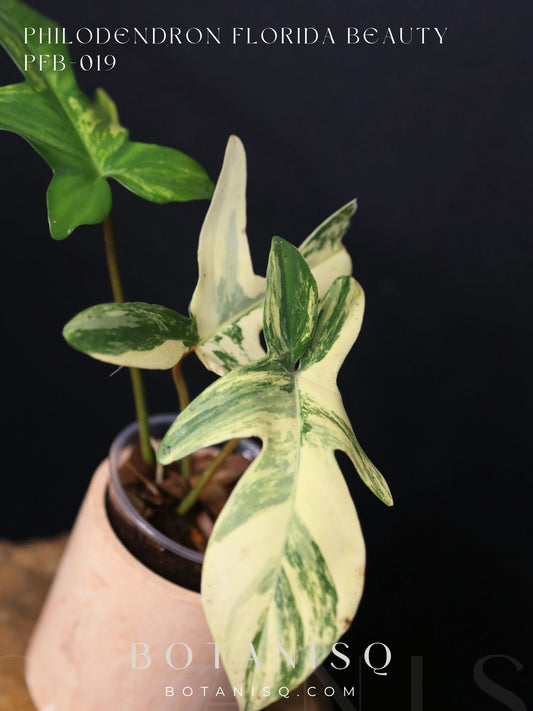 Popular! Philodendron Florida Beauty Potted PFB-019