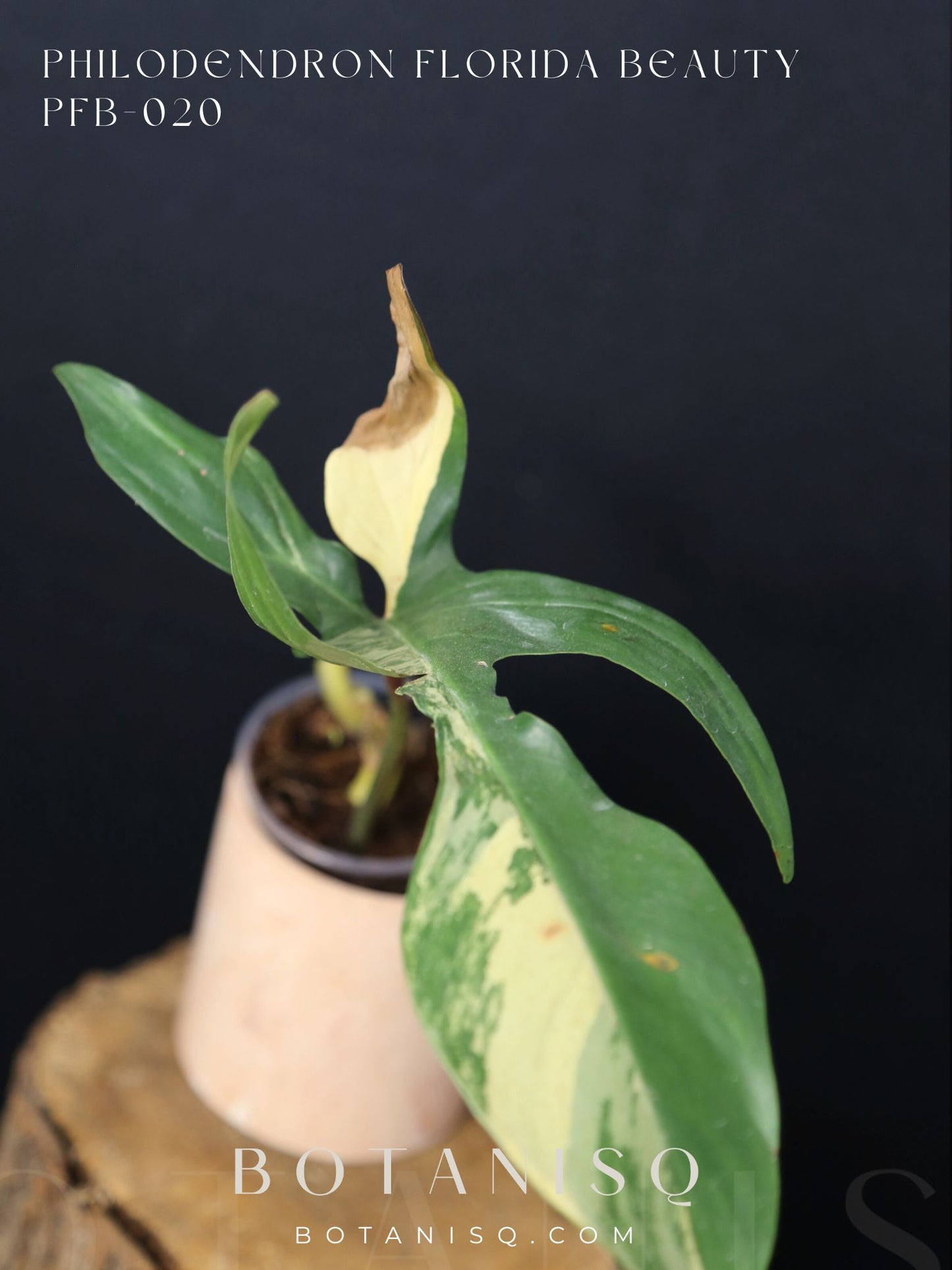 Popular! Philodendron Florida Beauty Bottom cutting PFB-020