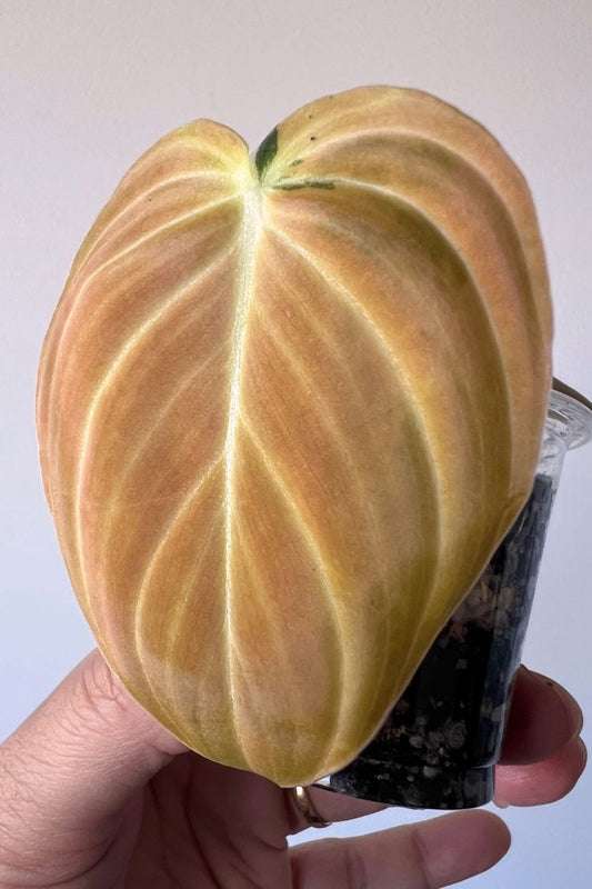 Bonfire Orange Variegated Melanochrysum Philodendron TOP cutting, Actual Plant Shown