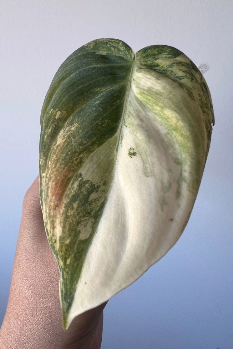 Rare Bonfire Orange Variegated Philodendron Melanochrysum Cutting