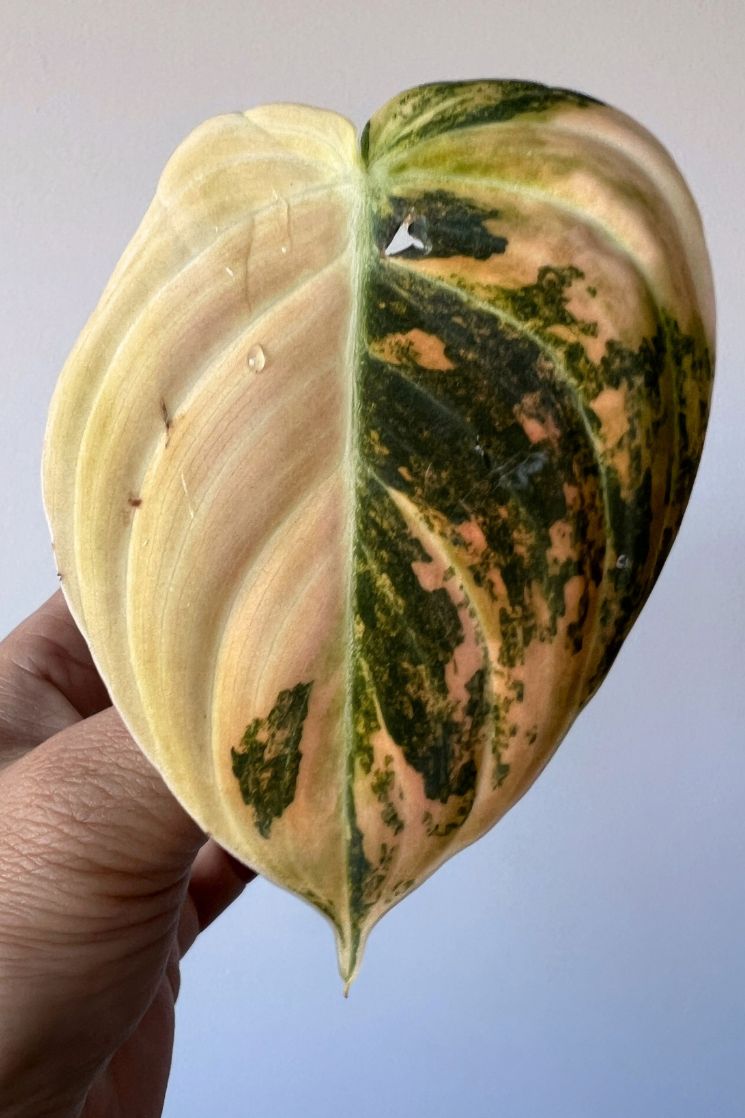 Philodendron Melanochrysum Bonfire Orange Variegated Cutting Exact Plant