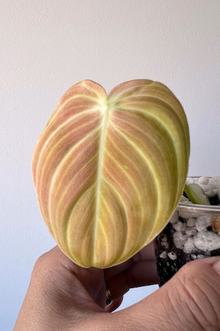 Variegated Philodendron Melanochrysum Bonfire Orange, The Exact Plant