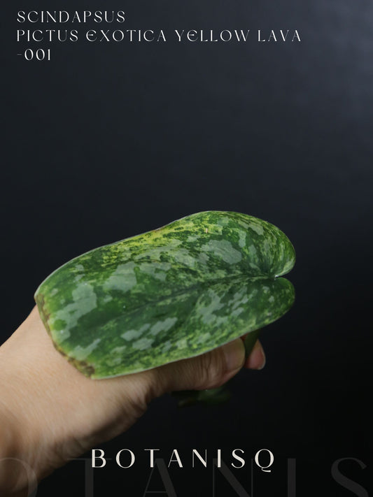 Second chance | Scindapsus Pictus Exotica Yellow Lava Rare Golden Variegated Aroid Cutting