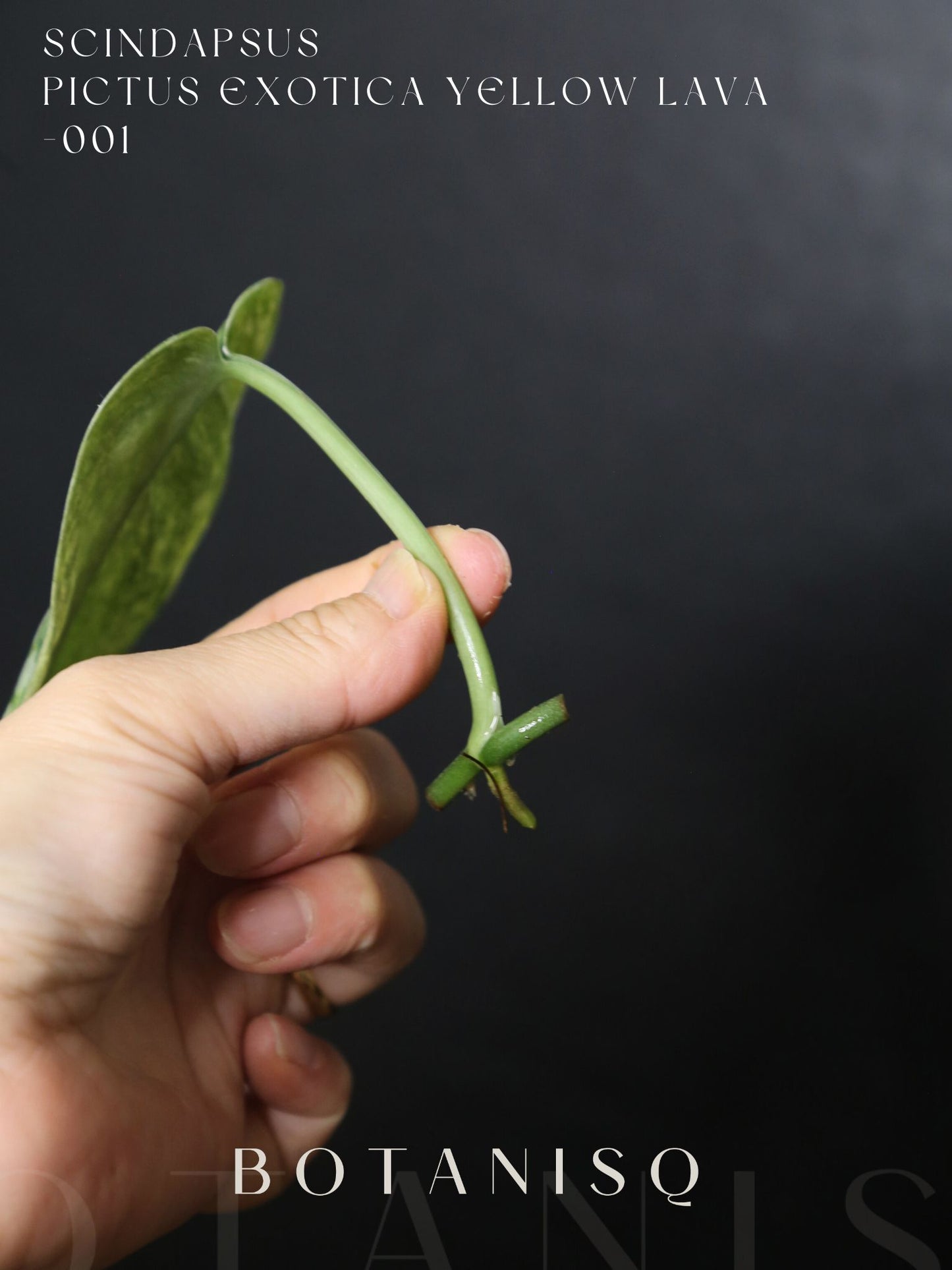 Second chance | Scindapsus Pictus Exotica Yellow Lava Rare Golden Variegated Aroid Cutting