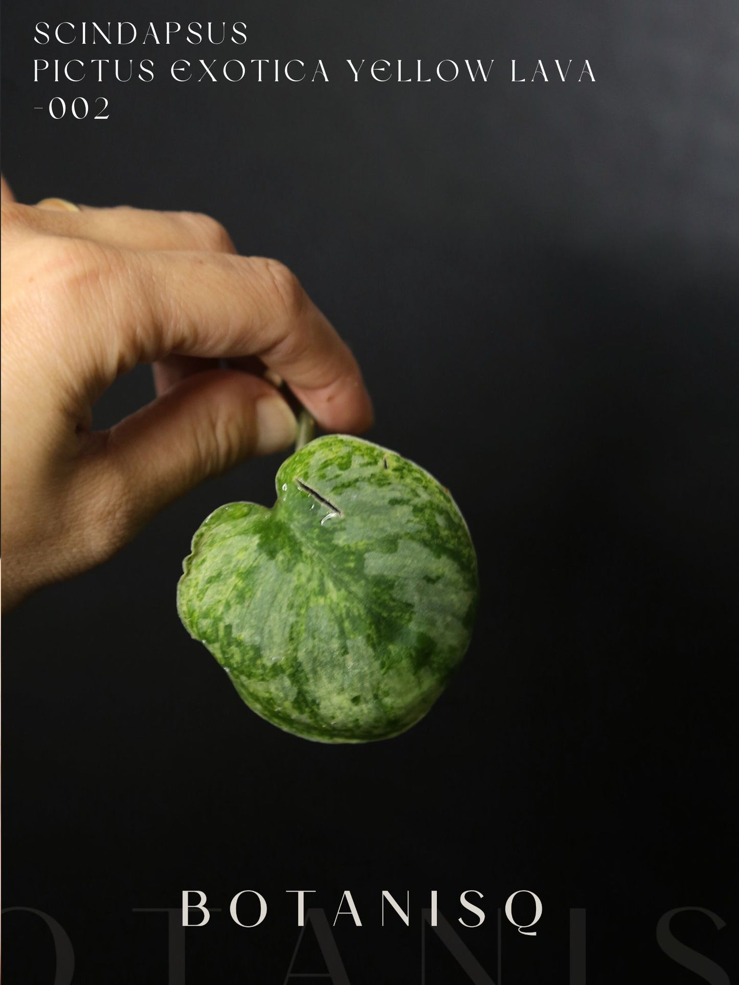 Second chance | Scindapsus Pictus Exotica Yellow Lava Rare Golden Variegated Aroid Cutting