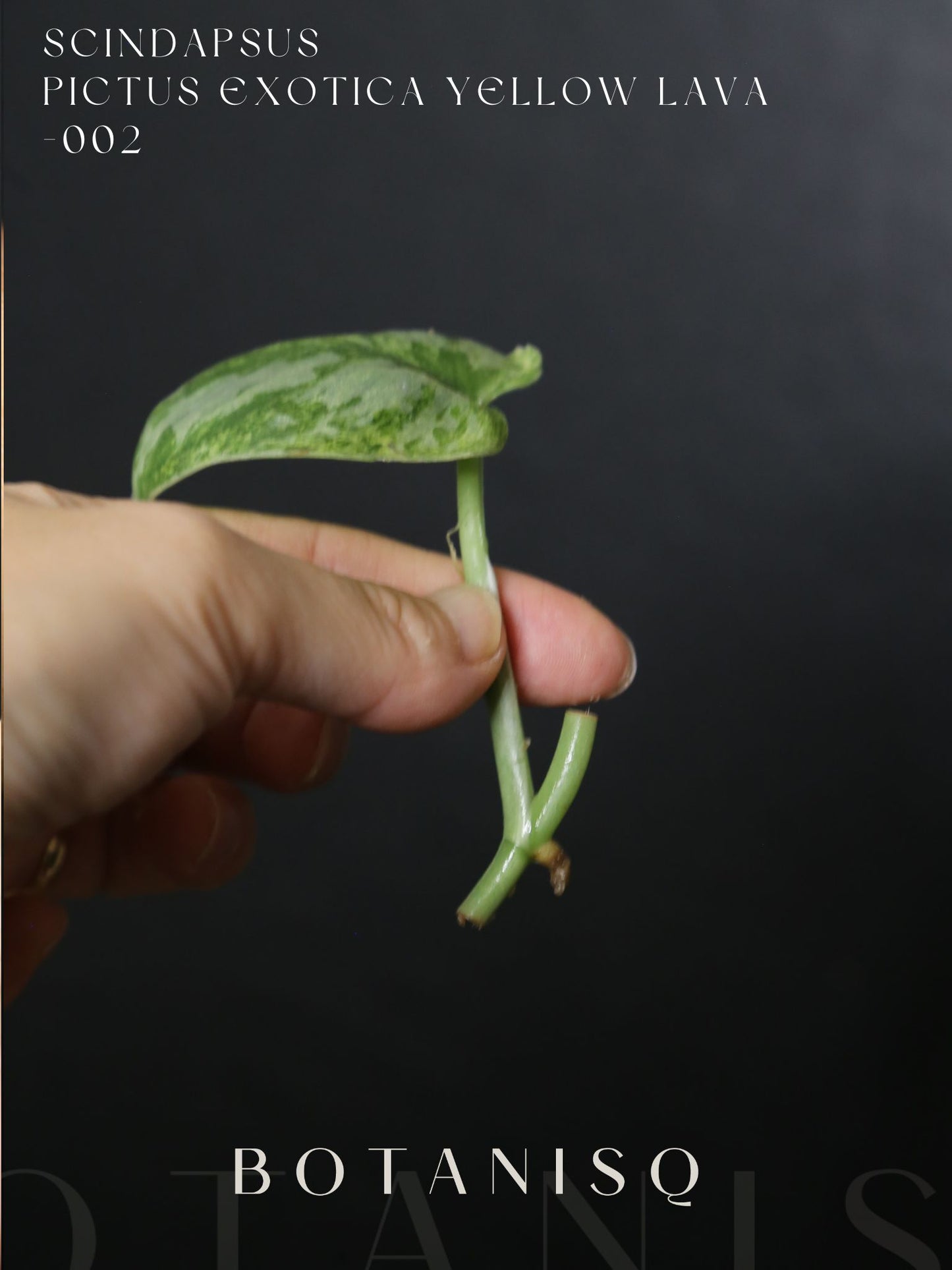Second chance | Scindapsus Pictus Exotica Yellow Lava Rare Golden Variegated Aroid Cutting