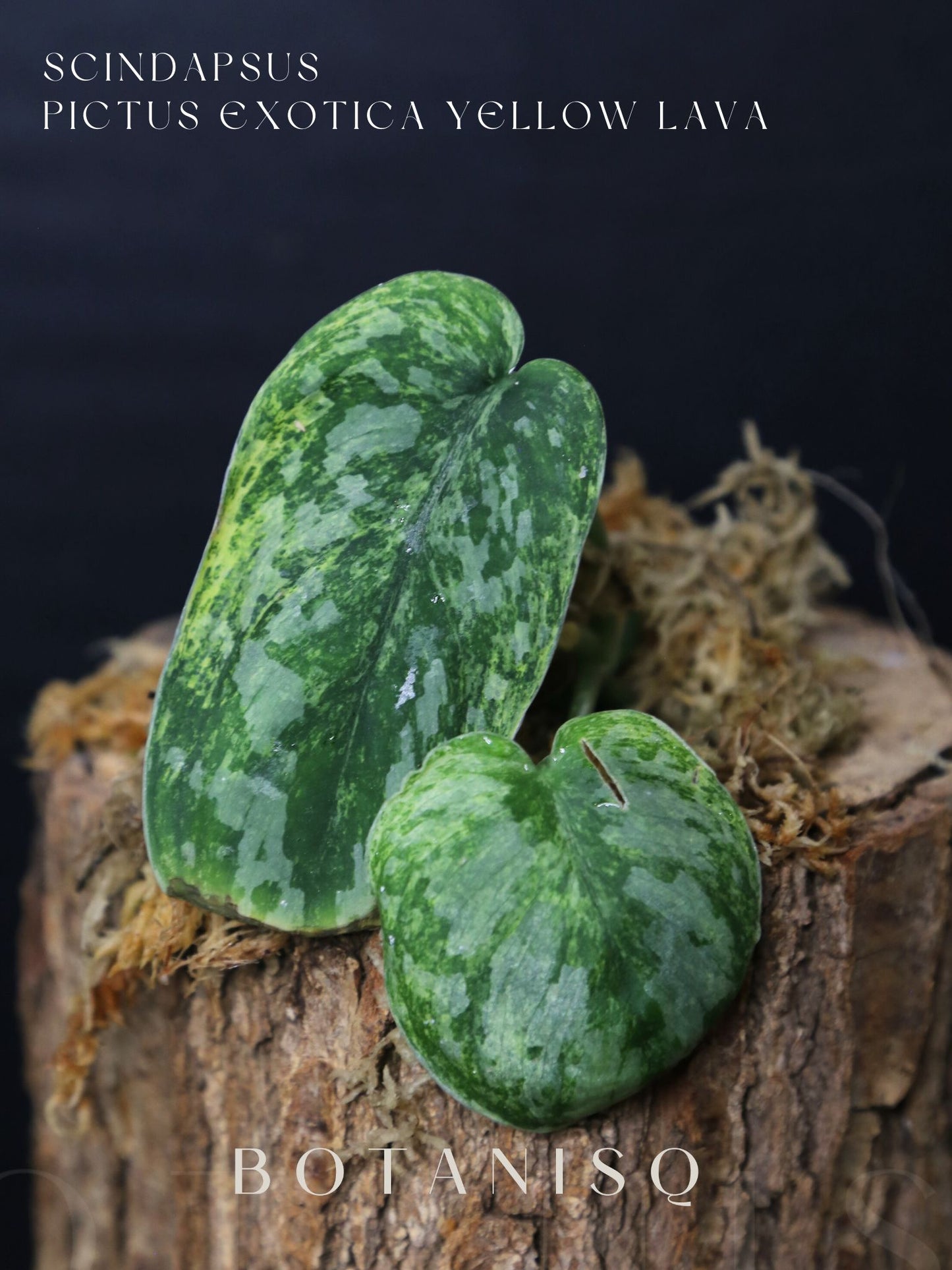 Second chance | Scindapsus Pictus Exotica Yellow Lava Rare Golden Variegated Aroid Cutting