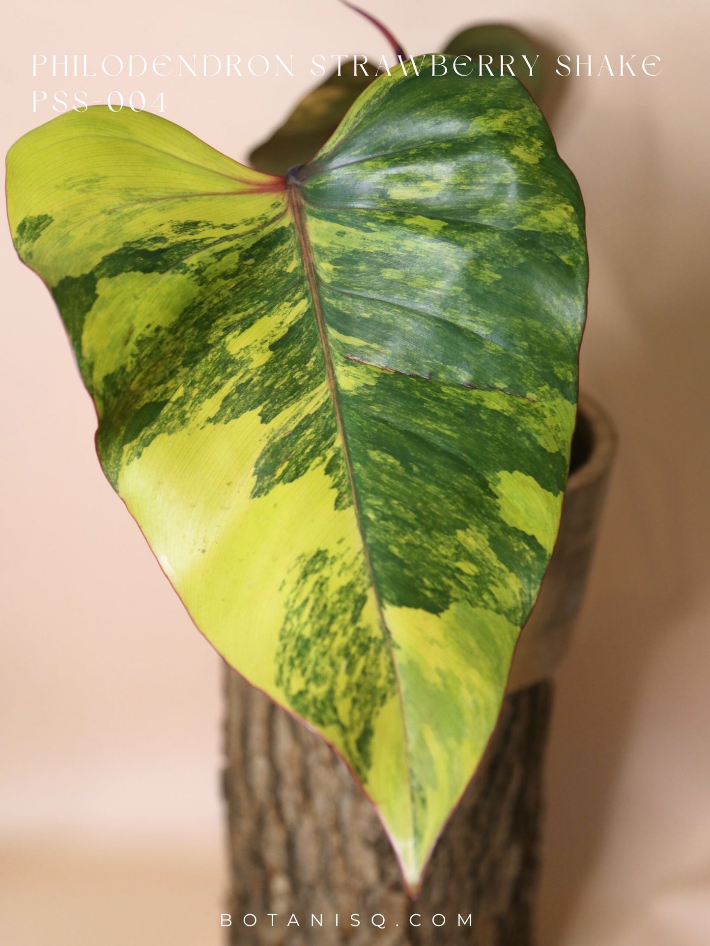 Philodendron Strawberry Shake variegata Top cut PSS-004