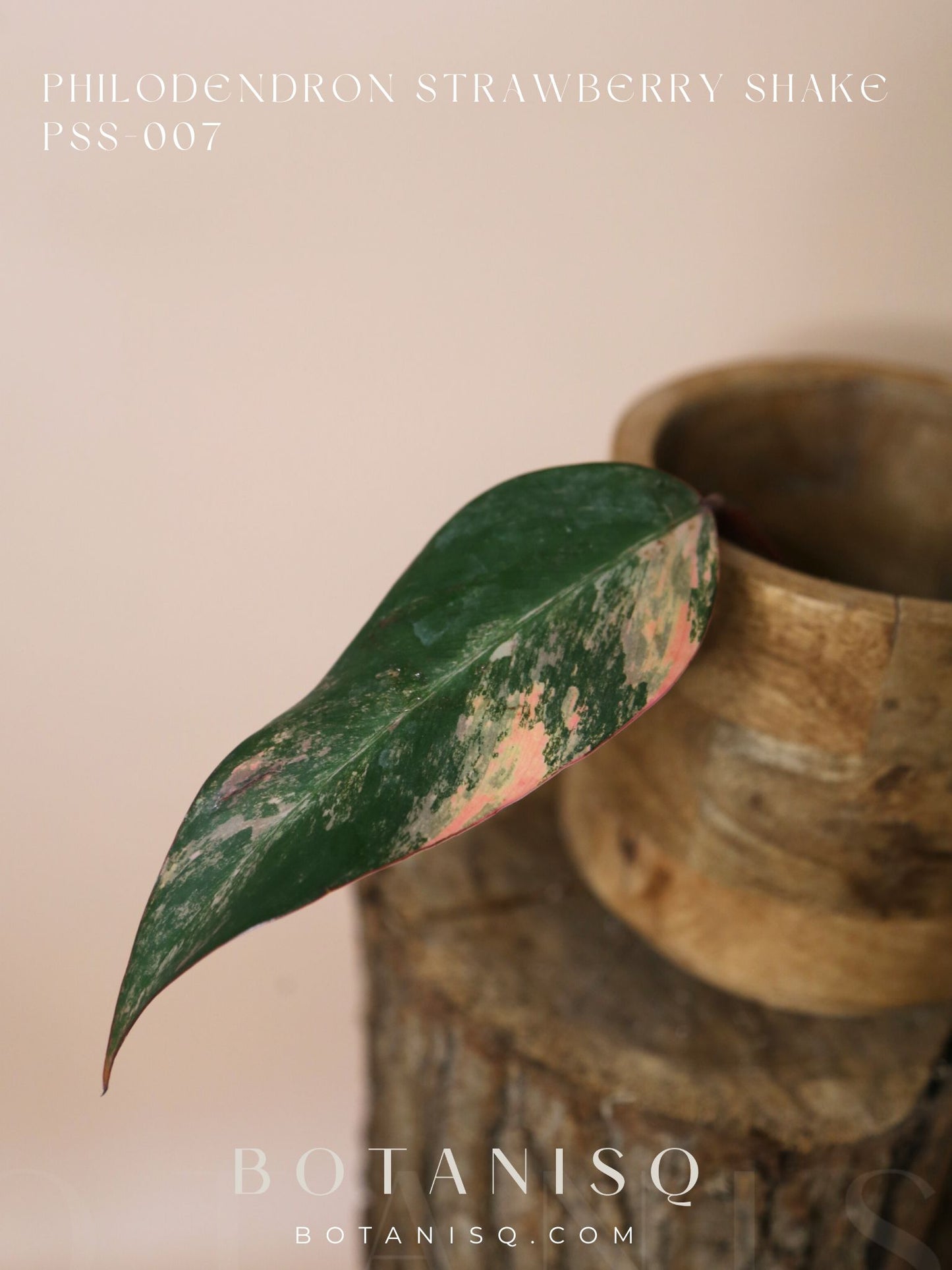 Philodendron Strawberry Shake variegata PSS-007