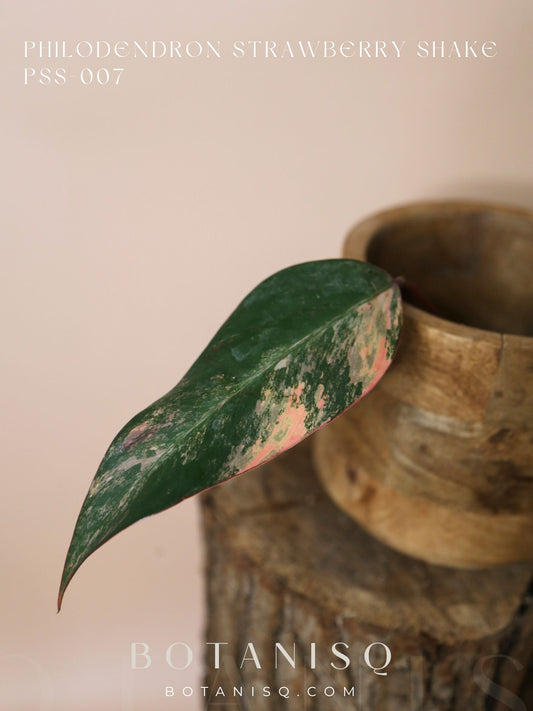 Philodendron Strawberry Shake variegata PSS-007