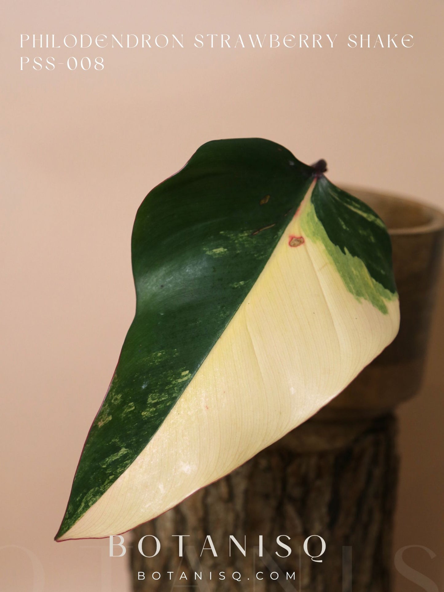 Philodendron Strawberry Shake variegata PSS-008