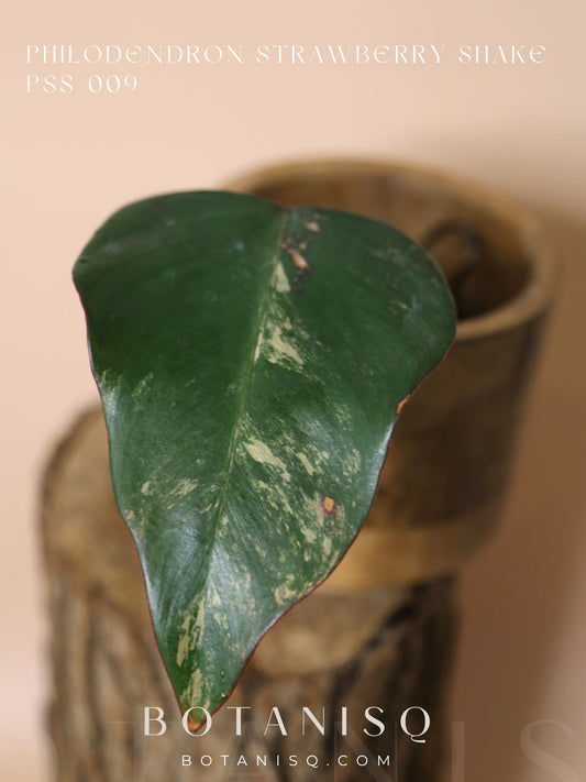 Philodendron Strawberry Shake variegata PSS-009