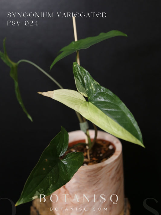 Syngonium Albo Variegated PSV-024