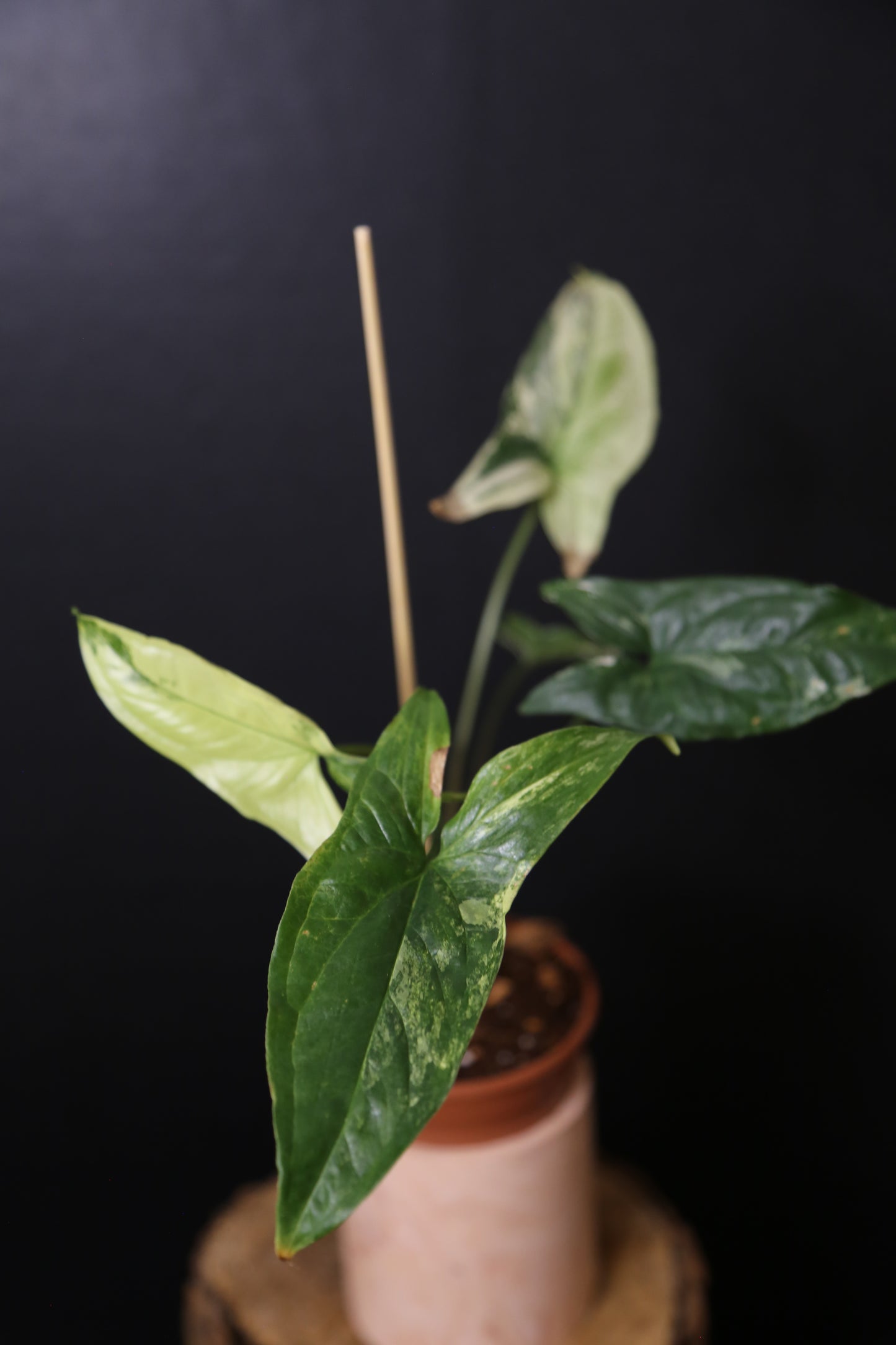 Syngonium Albo Variegated PSV-025