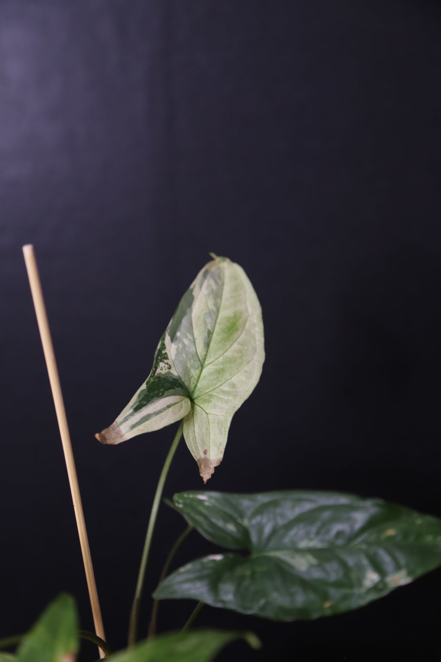 Syngonium Albo Variegated PSV-025