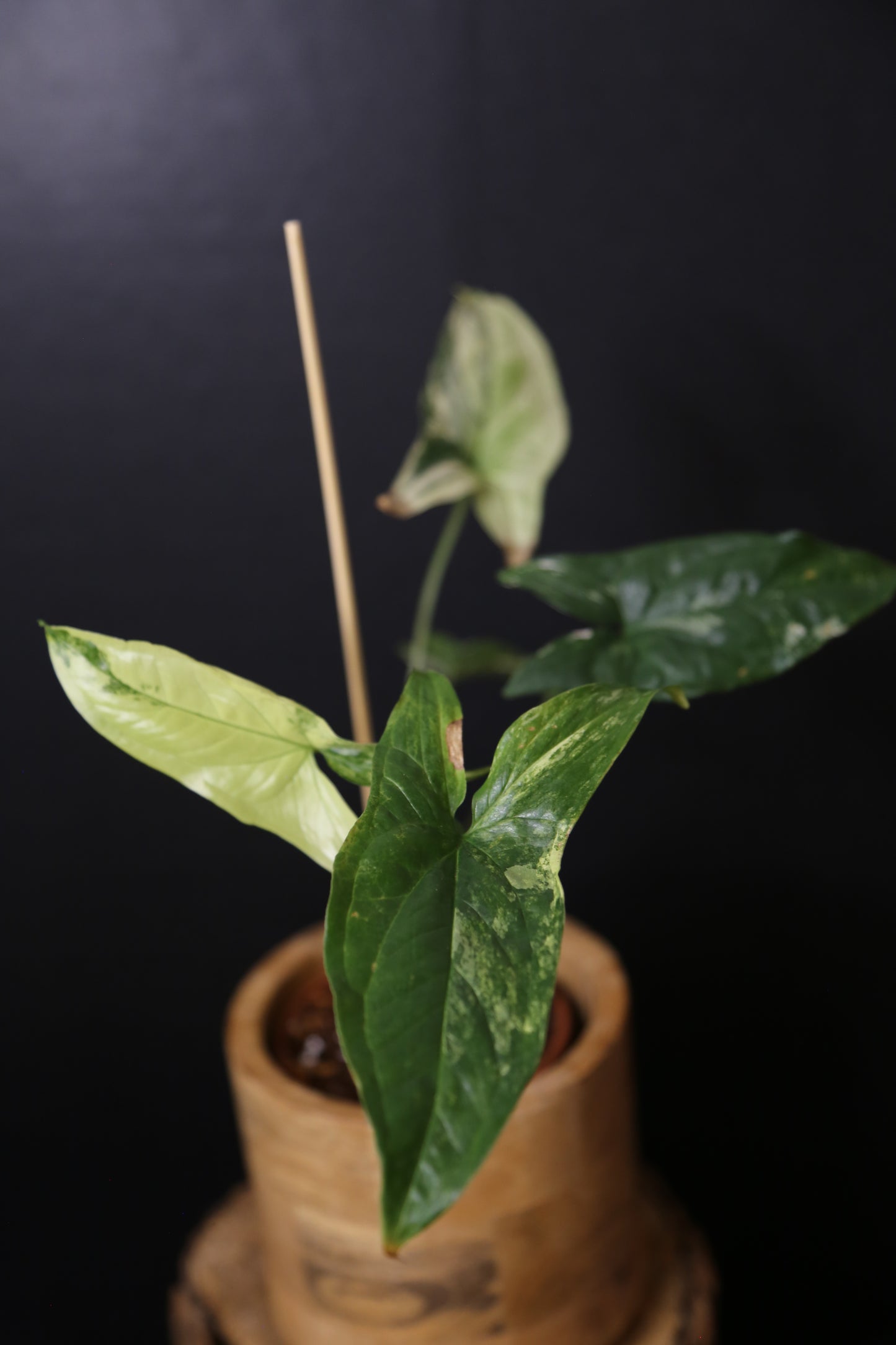 Syngonium Albo Variegated PSV-025